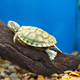 Illustration for article titled Pet Turtle Going Hog Wild On Terrarium’s New Stickem/em